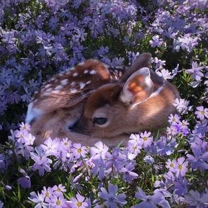 Meet your Posher, Taisya